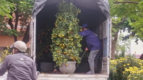 Arbeidere arrangerer tangerintrær på lastebiler – stockvideo