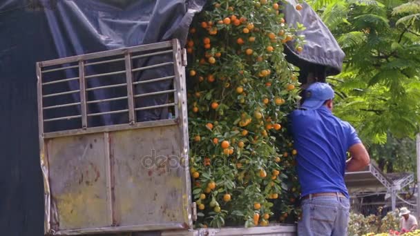 Trabajador corrige árboles de mandarina cargados en camión — Vídeo de stock