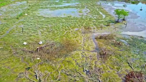 Grande pântano com lagoas de água — Vídeo de Stock