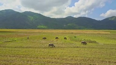 pirinç alan üzerinde bufalo sürüsü