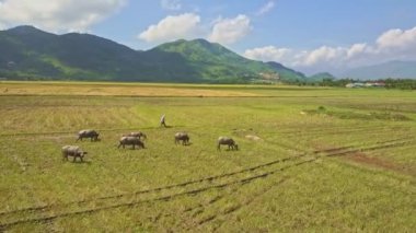 pirinç alan üzerinde bufalo sürüsü