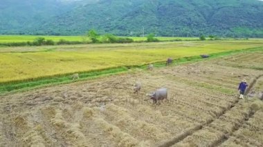 Texas'ın pirinç tarlaları karşı yürüyüş
