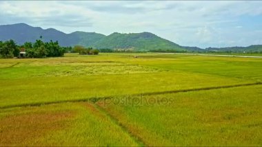 pirinç tarlaları, traktör dağlar karşı sürüş