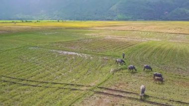 pirinç alan üzerinde bufalo sürüsü