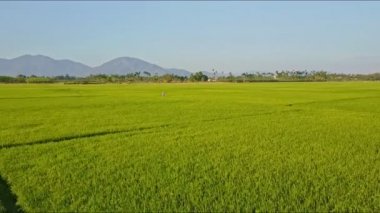 pirinç tarlaları arasında küçük rakam