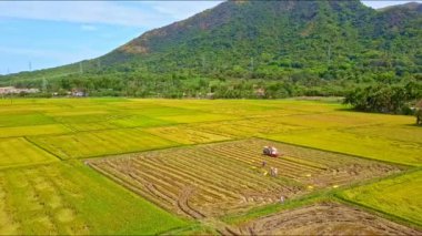 Traktör sürüş ve pirinç sahada hasat 
