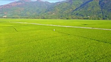 pirinç tarlaları orman Dağları