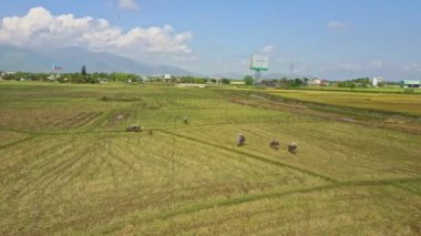 pirinç alan üzerinde bufalo sürüsü