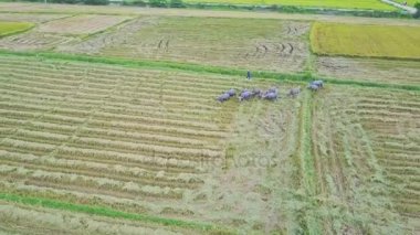 Texas'ın pirinç tarlaları karşı yürüyüş