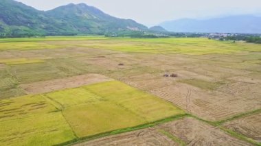 Kırsal alanda pirinç tarlaları