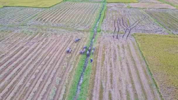 Buvoli chůzi proti rýžových polí — Stock video