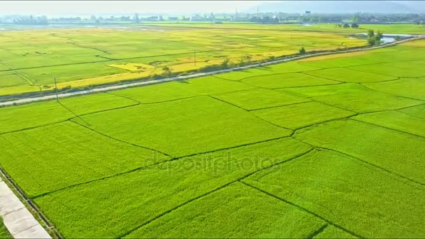 Рисовое поле с дорогами и озером против гор — стоковое видео