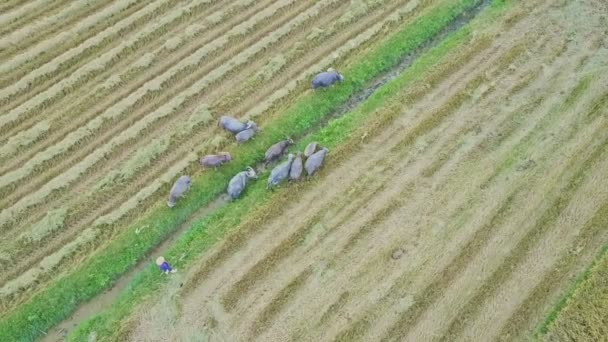 Bufflar promenader mot risfält — Stockvideo