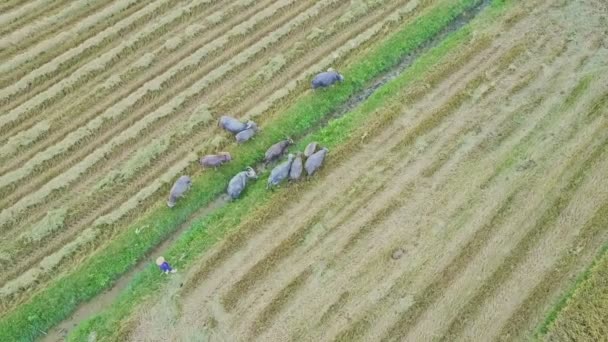 Búfalos caminando contra campos de arroz — Vídeos de Stock