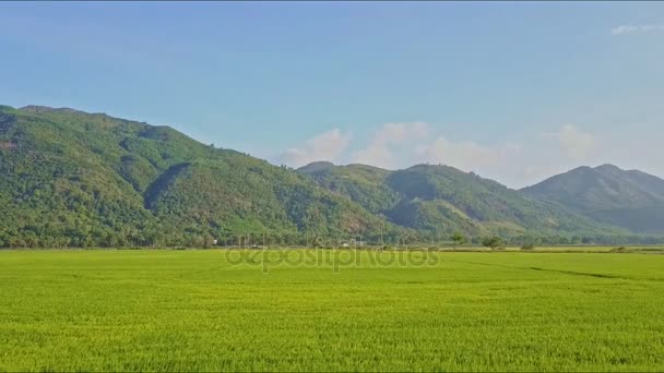 Campo de arroz contra montanhas — Vídeo de Stock