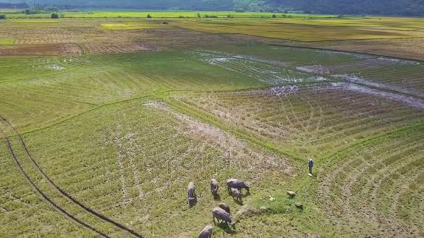 Pirinç alan üzerinde bufalo sürüsü — Stok video