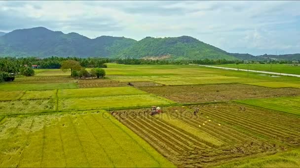 Traktor fährt und erntet auf Reisfeld — Stockvideo