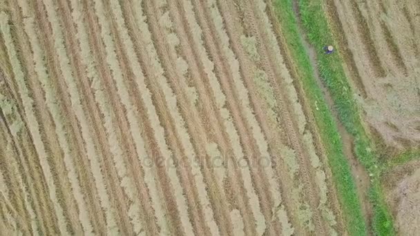 Búfalos caminando contra campos de arroz — Vídeos de Stock