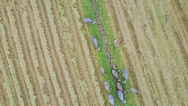 Búfalos caminando contra campos de arroz — Vídeos de Stock