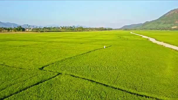 Дорога з скутером серед рисових полів — стокове відео