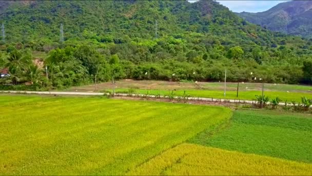 Estrada entre campos de arroz contra montanhas — Vídeo de Stock