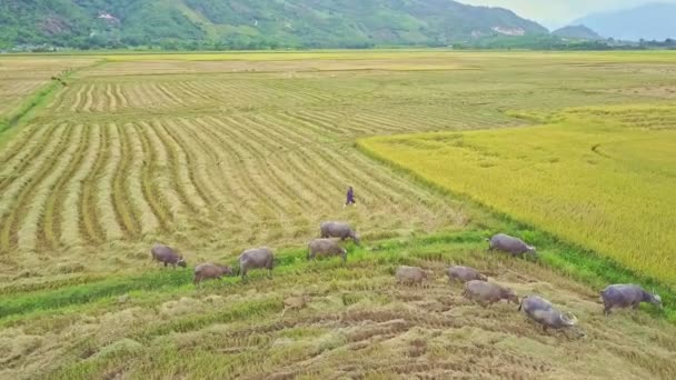 Buffaloes walking against rice fields — Stock Video