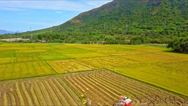 Conducción y cosecha de tractores en el campo de arroz — Vídeo de stock