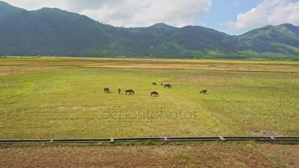 Стадо буйвола на рисовому полі — стокове відео