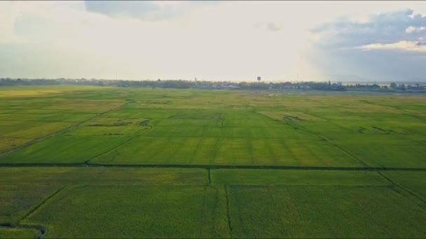 Rice fields against trees — Stock Video