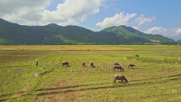 Manada de búfalos en el campo de arroz — Vídeos de Stock