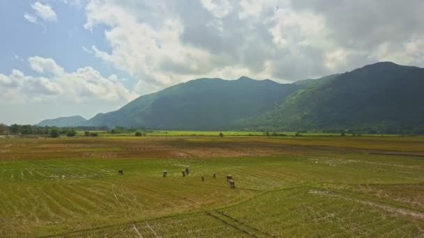 Стадо буйволов на рисовом поле — стоковое видео