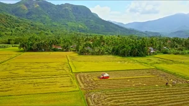 Вождение и уборка тракторов на рисовом поле — стоковое видео