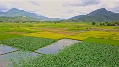 countryscape pirinç tarlaları, yollar ve şehir ile