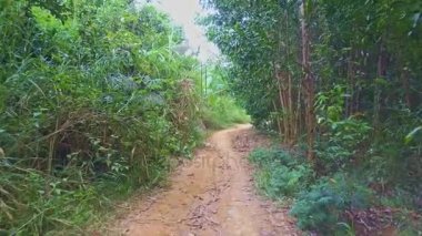 zemin yolu arasında tropikal orman 