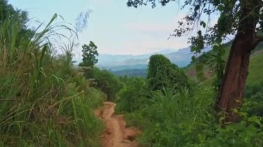 zemin yolu arasında tropikal orman 