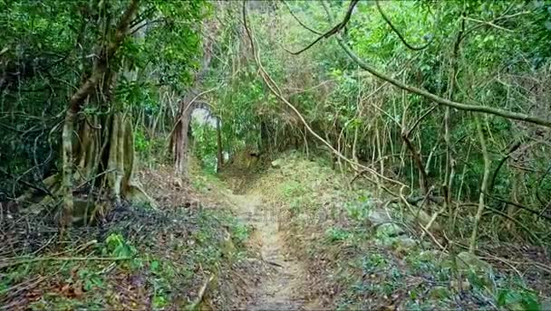sentier au sol parmi les forêts tropicales  