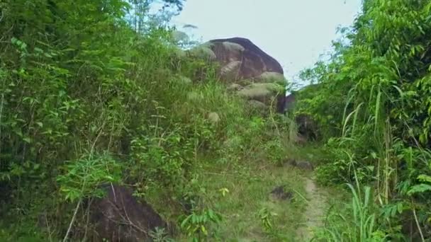 Planten die groeien onder stenen in de wilde jungle — Stockvideo