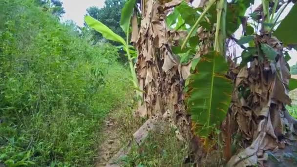 Percorso del suolo tra foresta tropicale — Video Stock