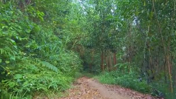 Camino de tierra entre bosque tropical — Vídeo de stock