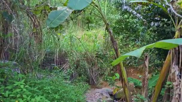Camino de tierra entre bosque tropical — Vídeo de stock