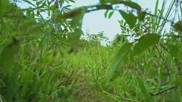 Camino de tierra entre bosque tropical — Vídeos de Stock