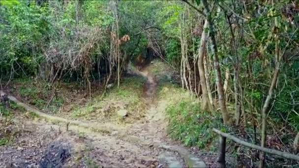Наземный путь среди тропических лесов — стоковое видео