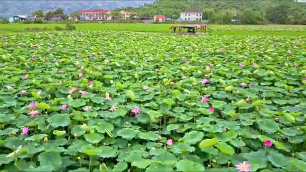 Field with lotus flowers against mountains — Stock Video