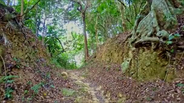 Sentier au sol parmi les forêts tropicales — Video