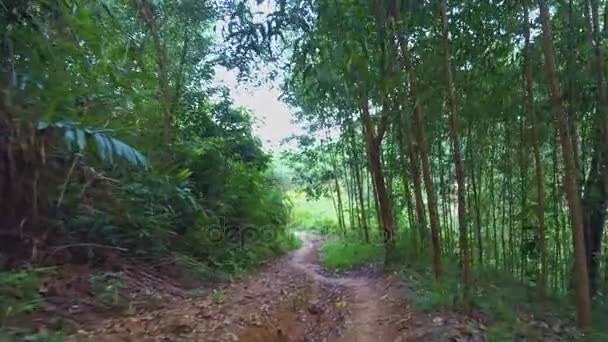 Camino de tierra entre bosque tropical — Vídeo de stock