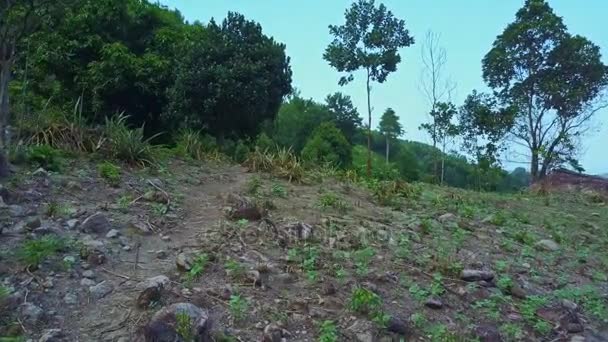 Zemin yolu arasında tropikal orman — Stok video