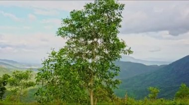 ön plan ağacı ile dağları arasında yayla Vadisi 