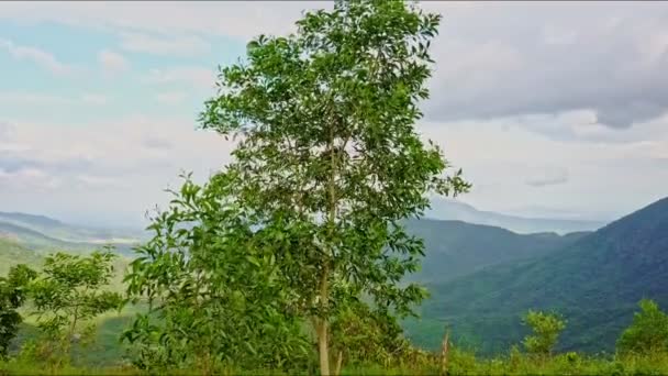 Vallée des hautes terres parmi les montagnes avec arbre au premier plan — Video