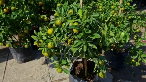 Drzew mandarynki z dojrzałych owoców w doniczkach — Wideo stockowe