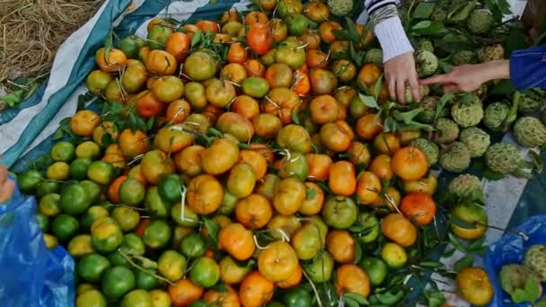 As pessoas escolhem tangerinas mandarinas e maçãs de açúcar — Vídeo de Stock